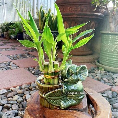 6-Stalk of 4" Small Lucky Bamboo Live Indoor Plant with Ceramic Vase, Live Indoor Lucky Bamboo for Home, Office and Gift (Elephant A)