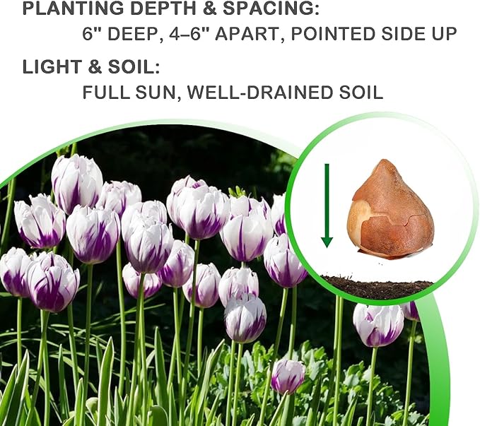 Blueberry Swirl Tulip Flower Bulbs - Vibrant Color with Beautiful Blooms - Includes 10 Flower Bulbs