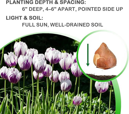 Blueberry Swirl Tulip Flower Bulbs - Vibrant Color with Beautiful Blooms - Includes 10 Flower Bulbs
