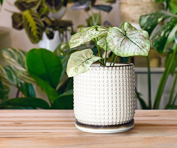 D'vine Dev Set of 2 Ceramic Plants Pots, 6 Inch Beaded Stoneware Flower Pot for Plants with Drainage Hole and Saucer, Smoked White, 27-E-X-1