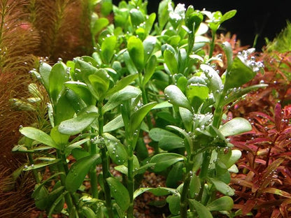 Potted Live Aquarium Plants | Freshwater Aquatic Plants for Aquariums (Moneywort)