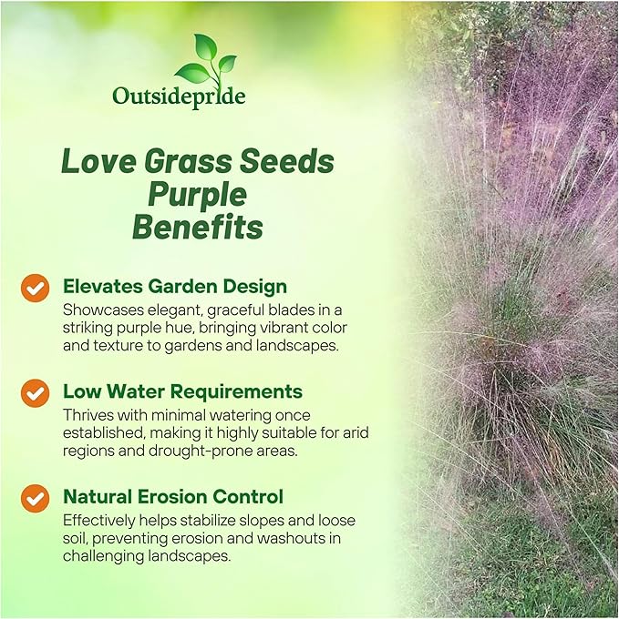 Outsidepride 500 Seeds Perennial Eragrostis Spectabilis Ornamental Love Grass Seed for Planting