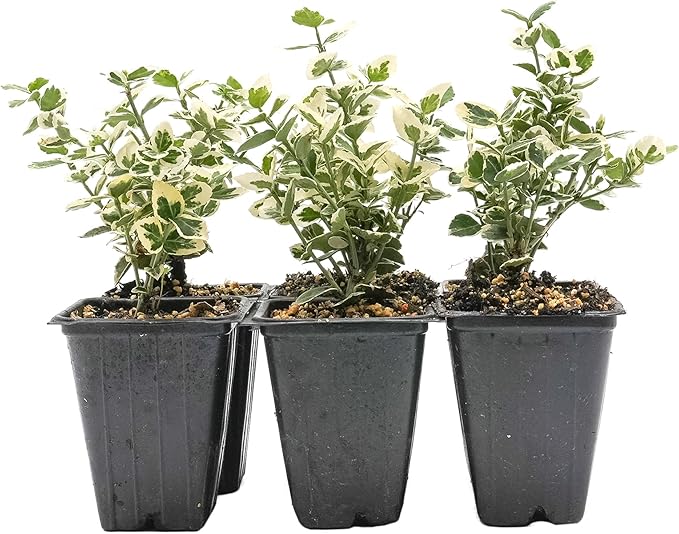 6 Emerald Gaiety Euonymus in 3.5" Nursery Cubes | Euonymus fortunei ‘Emerald Gaiety’ | Live Plants | Variegated Evergreen Shrub for Borders, Groundcover & Containers