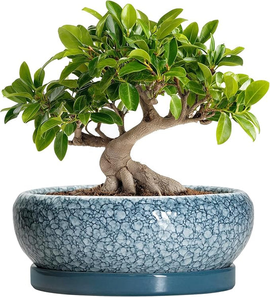 Bonsai Pots 10 Inch - Ceramic Succulent Planters with Drainage Hole and Saucer, Succulent Pots for Indoor Outdoor, Shallow Flower Pot, Round Planter, Patio Decor, Housewarming Gifts, Blue