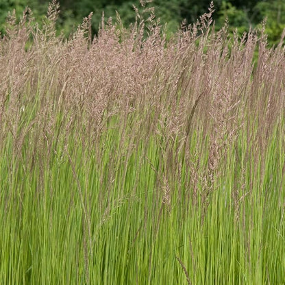 Direct Gardening Karl Forester Ornamental Starter Grass Plant, 1 per Offer