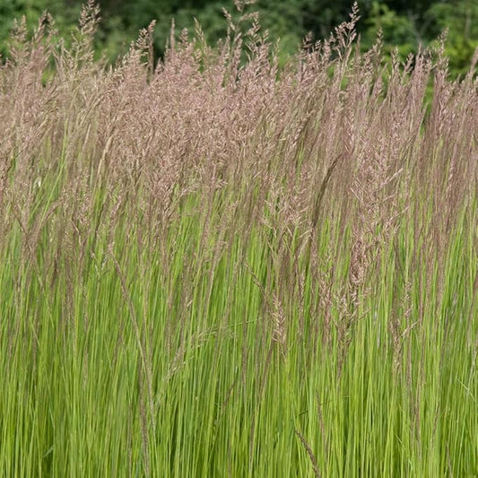 Direct Gardening Karl Forester Ornamental Starter Grass Plant, 1 per Offer