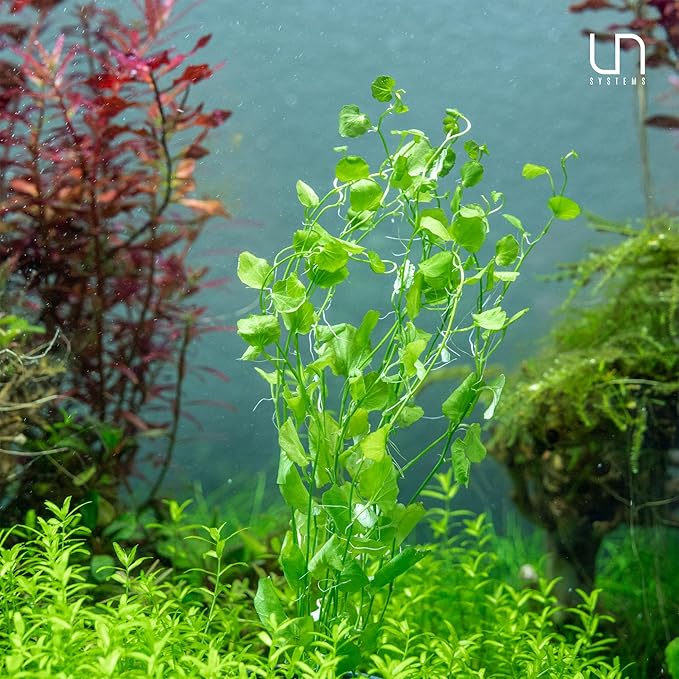 Ultum Nature Systems Cardamine Lyrata Vietnam Tissue Culture Live Plant for Aquarium, Aquascape, Freshwater Fish Tanks - 100% Snail Free in Vitro