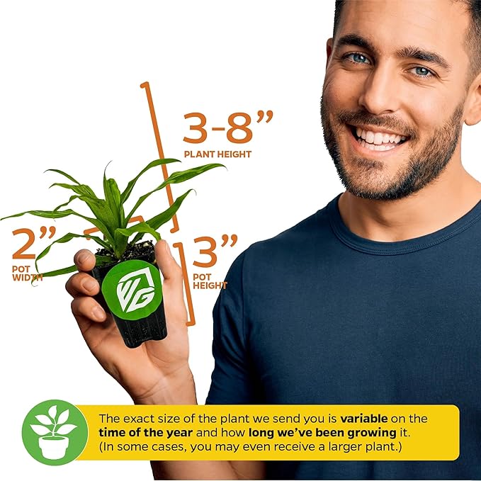 Florida Special Pineapple Live Plant - Ananas Comosus - Wellspring Gardens Starter Plant - Ideal Pineapple Plant Live Easy to Grow Starter Plant Great for Outdoor and Patio Planting Growth Potential