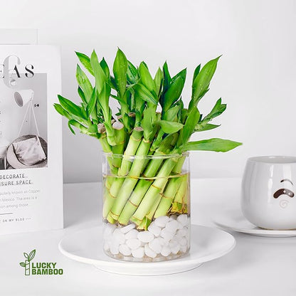 Lucky Bamboo Plants Live Indoor (10 Stalks, 6 Inch) - Fresh House Plants for Office Desk, Home Decor, for Positive Energy, Prosperity & Easy Care