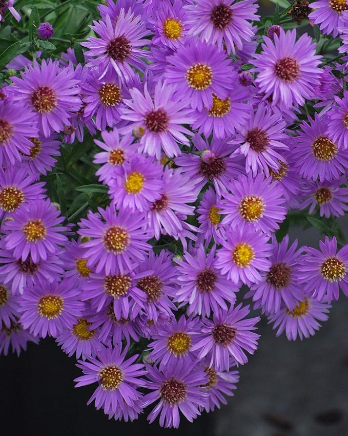 Perennial Farm Aster D. 'Wood's Purple' – Live Perennial in #1 Container, Pale Violet Daisy-Like Blooms, Compact & Hardy, Pollinator Friendly, Long Blooming, Great for Borders & Fall Gardens