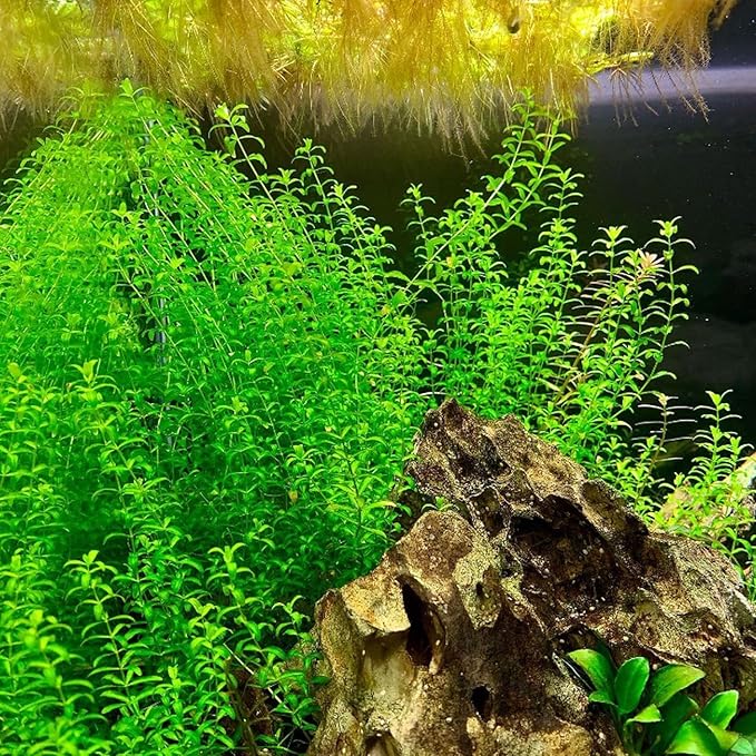 Greenpro | Pearl Weed Hemianthus Micranthemoides Potted US Farm Live Aquarium Plants Midground for Fish Tank Decoration