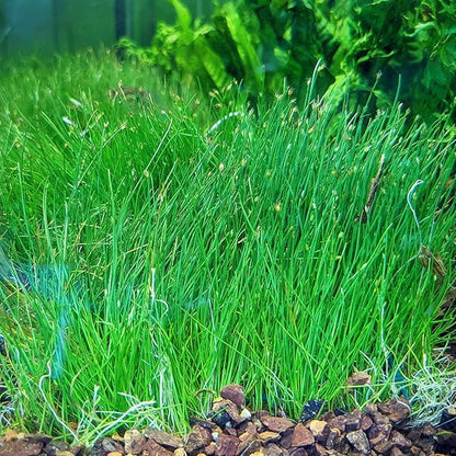 Dwarf Hairgrass Eleocharis Parvula Tissue Culture Vitro Grown Freshwater Aquarium Live Plant for Fish Tank Carpet Decoration