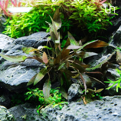Ultum Nature Systems Cryptocoryne Undulatus Tissue Culture Live Plant for Aquarium, Aquascape, Freshwater Fish Tanks - 100% Snail Free in Vitro