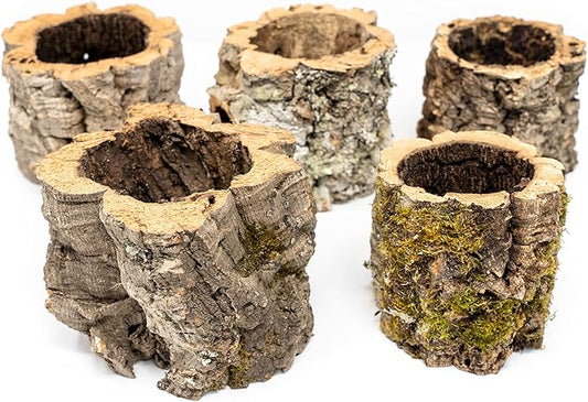 Air Plant Shop Cork Bark Planters with Assorted Air Plants- Wholesale and Bulk - Succulents - Live Tillandsia - Easy Care Indoor and Outdoor House Plants
