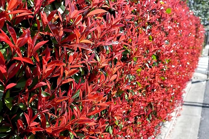 Photinia Red Tip - 20 Live Plants - Photinia x Fraseri - Evergreen Landscape Shrub