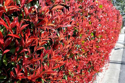 Photinia Red Tip - 20 Live Plants - Photinia x Fraseri - Evergreen Landscape Shrub