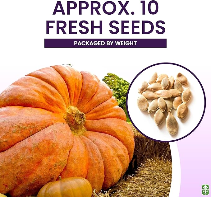 Giant Pumpkin Seeds for Planting – 10 Dill’s Atlantic Seeds for Record-Breaking Pumpkins! – Vegetables for Outdoor Planting – Grown in The USA