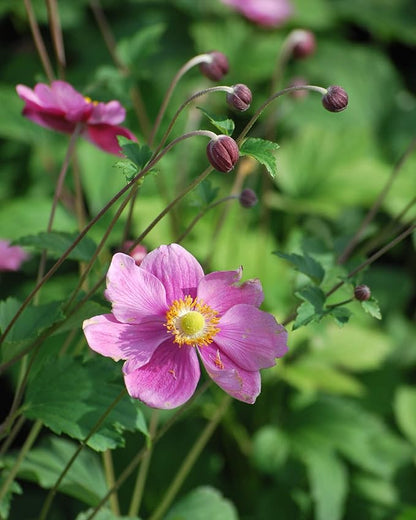 Perennial Farm Anemone Tomentosa 'Robustissima' – Live Windflower Perennial in #1 Container, Soft Pink Blooms, Vigorous & Hardy, Long Blooming, Deer Resistant, Ideal for Borders & Late Summer Color