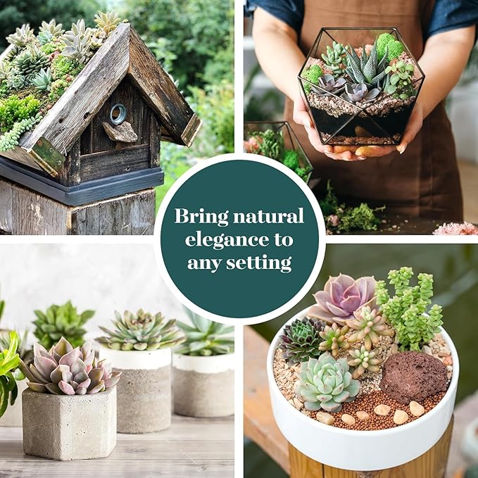 Shop Succulents Assorted Succulent Plant Pack Collection - Live Mini Succulent Plants, Low Maintenance, Mixture of Colors & Textures - Wedding and Party Favors, Gift & Garden, Pack of 32