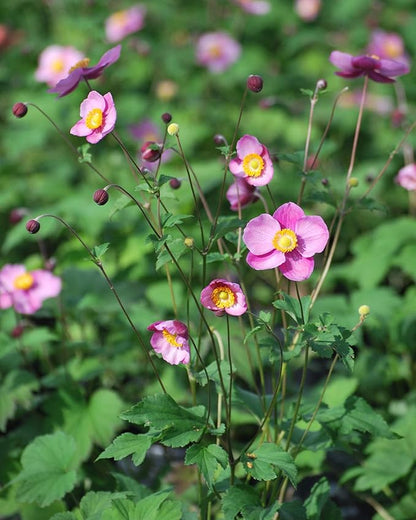 Perennial Farm Anemone Tomentosa 'Robustissima' – Live Windflower Perennial in #1 Container, Soft Pink Blooms, Vigorous & Hardy, Long Blooming, Deer Resistant, Ideal for Borders & Late Summer Color