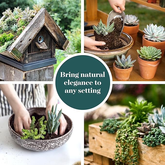 Shop Succulents Verde Succulent Plant Pack Bulk Collection - Live Mini Succulent Plants, Low Maintenance, Mix of Green Succulents & Textures - Wedding and Party Favors, Gift & Garden, Pack of 32