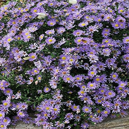 Perennial Farm Aster Dumosus 'Wood's Blue' (Wood Aster) – Live Perennial Plant in #1 Container, Masses of Blue Daisy-Like Blooms, Compact & Hardy, Pollinator Friendly, Borders & Fall Gardens