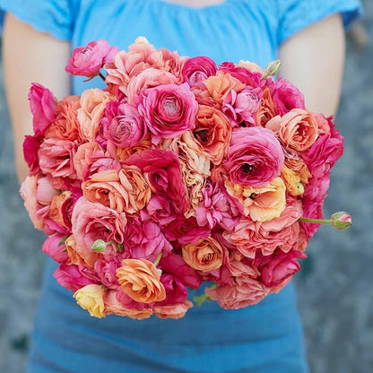 Eden Brothers Ranunculus Bulbs - Lipstick Mix