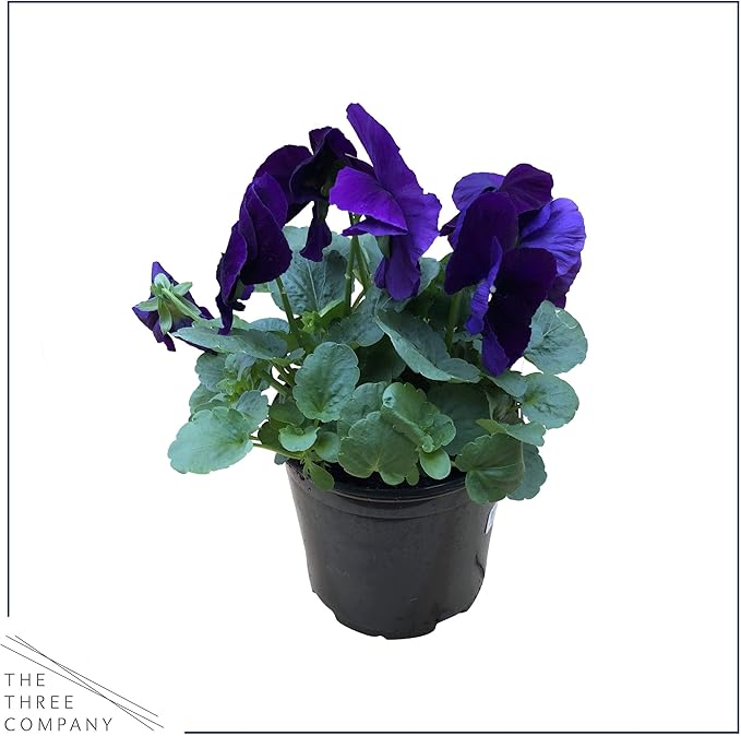 Live Healthy Flowering Pansies - Purple (4 Plants Per Pack), Beautiful Fall Color, 6" Tall by 4" Wide in 1 Pint Square Pot