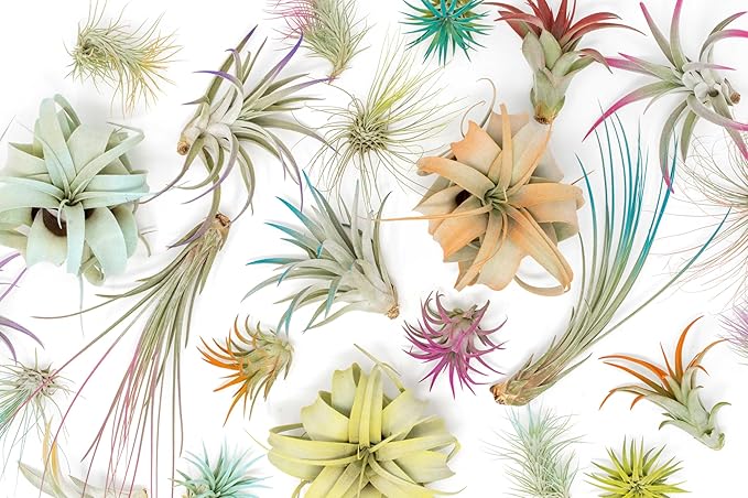 Coral Colorful Tillandsia Air Plants - Long Lasting Color Enhanced Live Tillandsia Succulent House Plants - Home and Garden Decor - Easy Care Indoor/Outdoor Plants (Brachycaulos Abdita, Pack of 3)