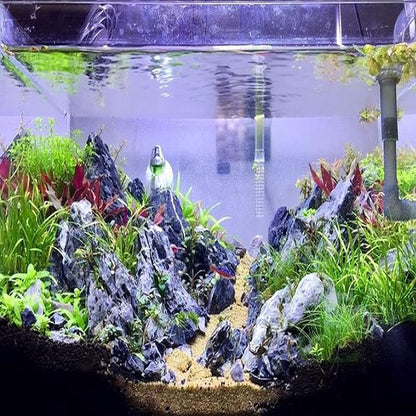 Mainam Pearl Weed Hemianthus Micranthemoides Potted US Nursery Live Aquarium Plants Decorations Freshwater Fish Tank Aquatic Plant3 Days Live Guaranteed