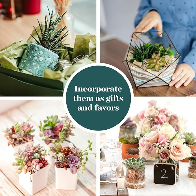 Shop Succulents Assorted Succulent Plant Pack Bulk Collection - Live Mini Succulent Plants, Low Maintenance, Mixture of Colors & Textures - Wedding and Party Favors, Gift & Garden, Pack of 100