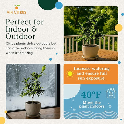 Key Lime Live Tree Indoor Plants Outdoor 18-22" Tall - Fruit Trees, Key Limes Tree Outdoor Patio Cannot Ship: CA/AZ/TX/LA – Potted Indoor Fruit Trees Live Plants, Plant Lover Gifts by Via Citrus