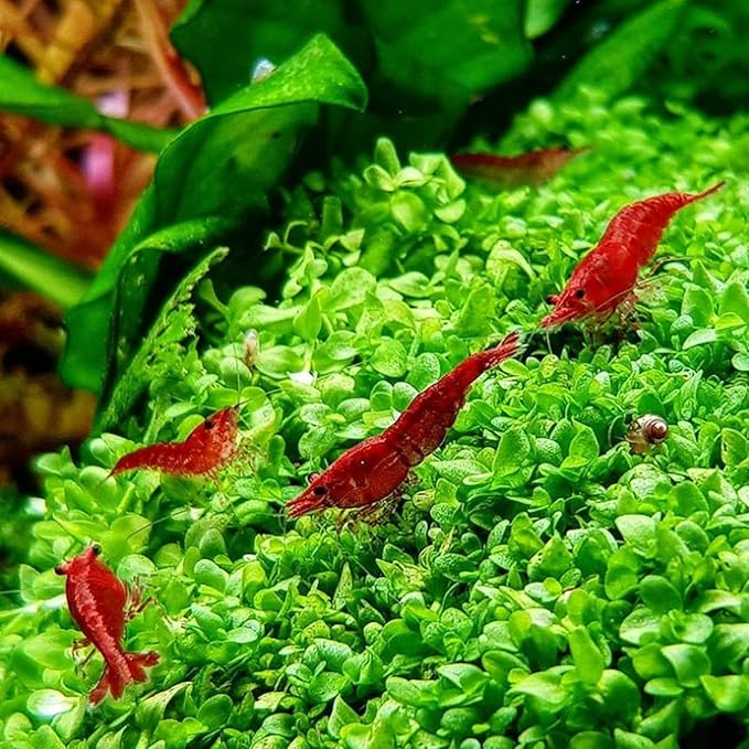 Micranthemum Monte Carlo Bundle Live Aquarium Decorations Aquatic Plants for Fish Tank by Mainam
