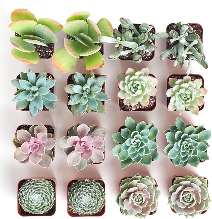 Shop Succulents Pastel Succulent Plant Pack Bulk Collection - Live Mini Succulent Plants, Low Maintenance, Bright & Serene Colors & Textures - Wedding and Party Favors, Gift & Garden, Pack of 20