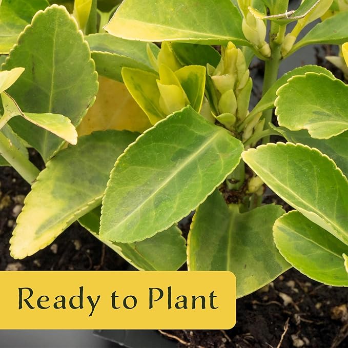 6 Golden Euonymus Shrubs | Live Plants in 2.5-inch Nursery Cubes | Japonica ‘Aureo-Marginatus’ Variety | Easy-Care Evergreen | Variegated Yellow-Green Foliage | Hedges & Shrubs for Home & Garden
