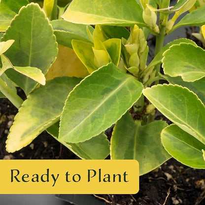 6 Golden Euonymus Shrubs | Live Plants in 2.5-inch Nursery Cubes | Japonica ‘Aureo-Marginatus’ Variety | Easy-Care Evergreen | Variegated Yellow-Green Foliage | Hedges & Shrubs for Home & Garden