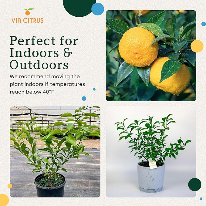 Yuzu Citrus Fruit Trees Live Plants 14-18" Tall - Outdoor Planting & Indoor Fruit Trees Live Plants, No Shipping to CA, AZ,TX,LA - Yuzu Tree Plant, Wild Mandarin Orange Tree Variety by Via Citrus