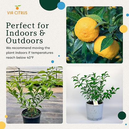 Yuzu Citrus Fruit Trees Live Plants 14-18" Tall - Outdoor Planting & Indoor Fruit Trees Live Plants, No Shipping to CA, AZ,TX,LA - Yuzu Tree Plant, Wild Mandarin Orange Tree Variety by Via Citrus