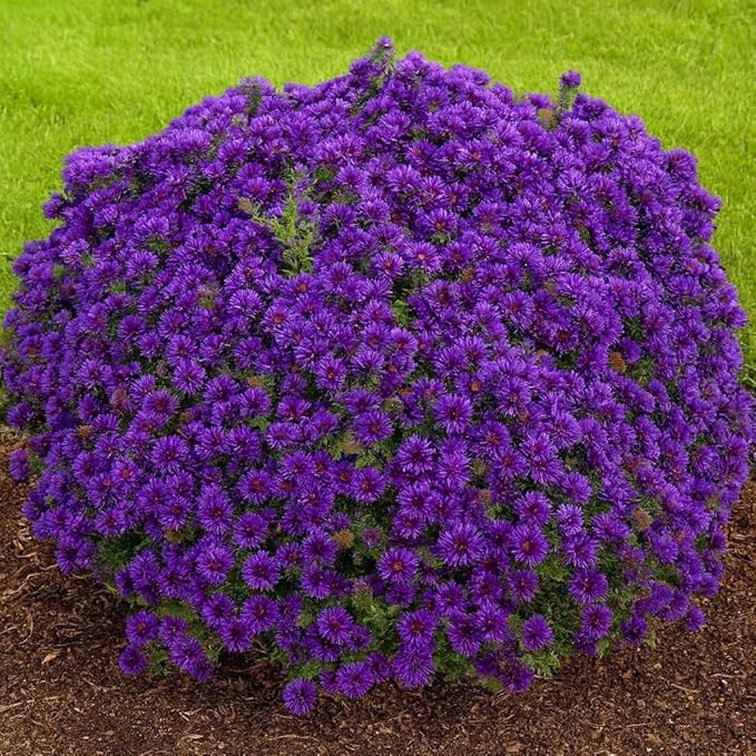 Perennial Farm Aster Novae-Angliae 'Grape Crush' (New England Aster) – Live Perennial in #1 Container, Deep Purple Blooms, Upright Habit, Pollinator Friendly, Great for Borders & Meadow Gardens