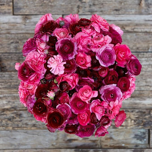 Eden Brothers Ranunculus Bulbs - Vineyard Mix