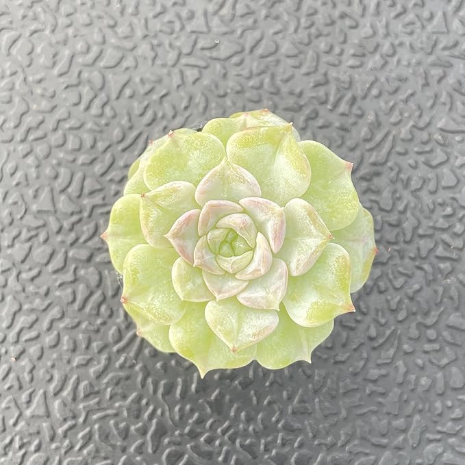Sprout N Green Echeveria Crystal Amber, 1 Live Succulent Plant Fully Rooted in 2" Pot, House Plant for Indoor Outdoor Home Office Wedding Decoration DIY Project Party Favor