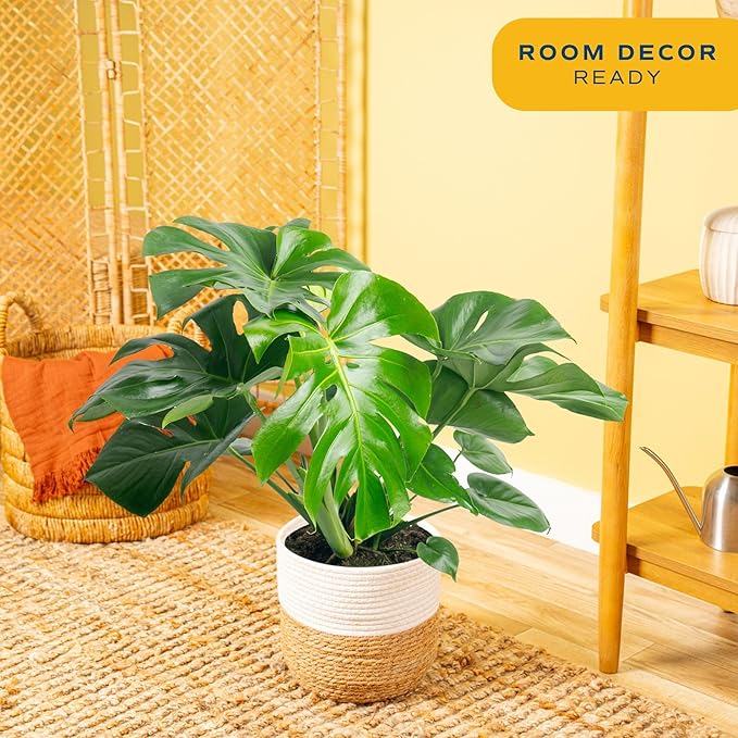 Costa Farms Monstera Swiss Cheese Plant, Live Indoor Plant, Easy to Grow Split Leaf Houseplant in Indoors Nursery Plant Pot, Housewarming, Decoration for Home, Office, and Room Decor, 2-3 Feet Tall