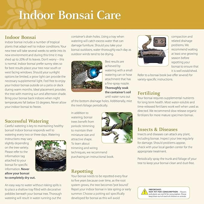 Brussel's Bonsai Live Ginseng Grafted Ficus Indoor Bonsai Tree - Small, 4 Years, 6 to 8 In - Live Bonsai Tree in Ceramic Bonsai Pot and Humidity Tray