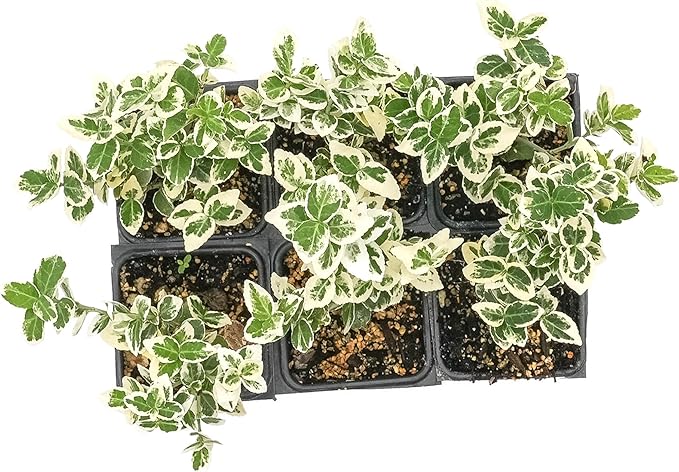 6 Emerald Gaiety Euonymus in 3.5" Nursery Cubes | Euonymus fortunei ‘Emerald Gaiety’ | Live Plants | Variegated Evergreen Shrub for Borders, Groundcover & Containers