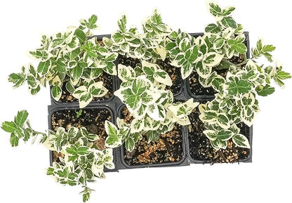6 Emerald Gaiety Euonymus in 3.5" Nursery Cubes | Euonymus fortunei ‘Emerald Gaiety’ | Live Plants | Variegated Evergreen Shrub for Borders, Groundcover & Containers