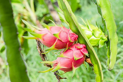 Dragon Fruit Tree - 3 Live Plants in 4 Inch Pots - Hylocereous Undatus - Edible Tropical Fruit Plant from Florida