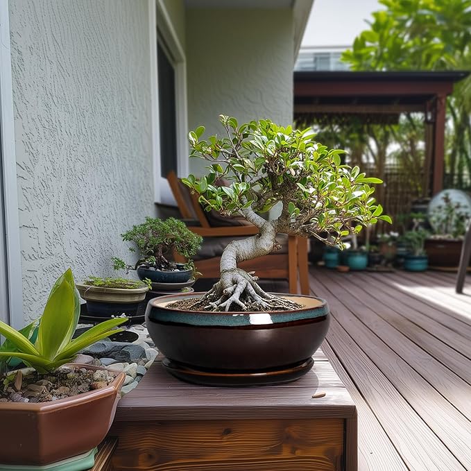 SQOWL Bonsai Tree Pots - 10 Inch Ceramic Succulent Pots with Drainage Hole and Saucer, Round Shallow Plant Pot Indoor Outdoor, Ceramic Bonsai Pot, Bowl Planter, Home Decor, Garden Gifts, Blue-Brown