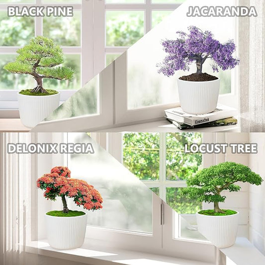 Bonsai Tree Starter Kit for Beginners - Indoor Live Plant Gardening Adult Craft Kits - Unique Christmas, Birthday, White Elephant Gifts for Women, Men & Kids