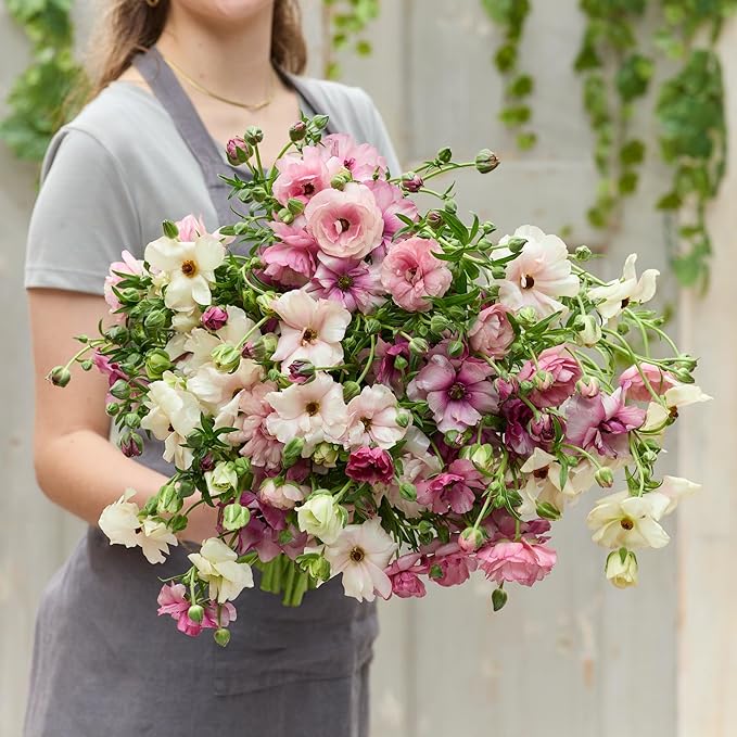 Eden Brothers Butterfly Ranunculus Bulbs - Pink Pastel Mix