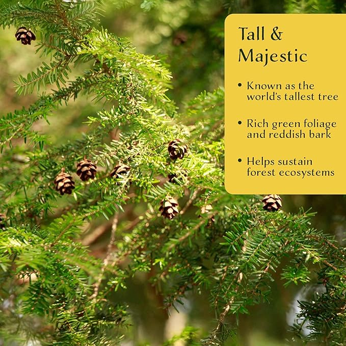 3 Coastal Redwood in 3.5” Nursery Cubes (Sequoia sempervirens) | Majestic Evergreen Tree for Shade, Privacy & Wildlife Support | Ready-to-Plant Live Starter Plants